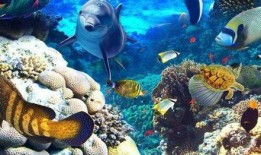 海洋生物爆料视频下载,揭秘水下世界的神秘爆料瞬间