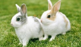 娱乐吃瓜酱兔圆圆,揭秘娱乐圈那些不为人知的幕后故事