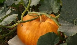 吃瓜最新事件爆料汾阳,揭秘吃瓜群众热议的最新事件内幕”