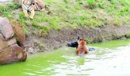 大鹏爆料动物园视频