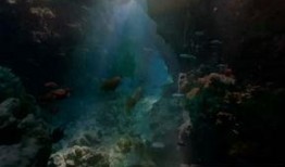 海洋生物爆料视频下载,揭秘水下世界的神秘爆料瞬间