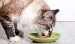 七猫免费小说吃瓜系统,穿越古代，开启吃瓜人生