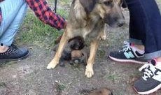 狗崽爆料视频大全集下载,揭秘娱乐圈幕后真相