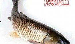 洛鱼黑历史爆料视频,黑历史视频背后的惊人真相