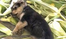 狗崽爆料视频大全集下载,揭秘娱乐圈幕后真相