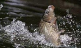 洛鱼黑历史爆料视频,黑历史视频背后的惊人真相