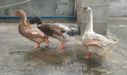 当鸭子的视频在线观看,一场欢乐的在线视听盛宴