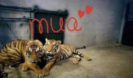 大鹏爆料动物园视频