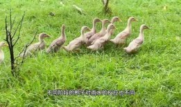 当鸭子的视频在线观看,一场欢乐的在线视听盛宴