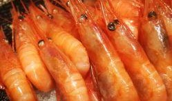 日料店甜虾爆料视频大全