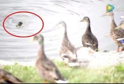 当鸭子的视频在线观看,一场欢乐的在线视听盛宴