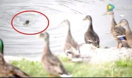 当鸭子的视频在线观看,一场欢乐的在线视听盛宴