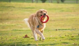 一个狗狗最新爆料视频,揭秘宠物界的秘密生活