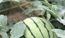 哪里可以吃网红瓜,探寻热门话题背后的美食之旅