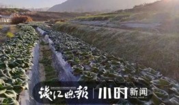 狮子山爆料时间最新新闻,最新独家新闻速递