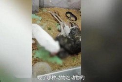 动物最新爆料视频,最新爆料视频揭示不为人知的秘密