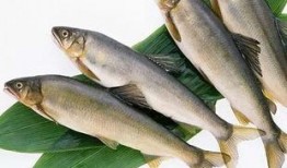 新闻爆料海鱼视频下载免费,畅享海洋生物精彩瞬间