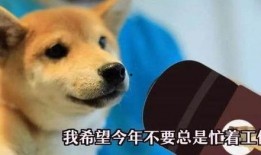 一个狗狗最新爆料视频,揭秘宠物界的秘密生活