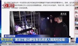 黑龙江隔离爆料视频播放,揭秘隔离生活真相
