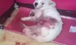 一个狗狗最新爆料视频,揭秘宠物界的秘密生活